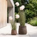 Künstliche Kugelblume Allium Zierlauch im Topf 54cm Weiß | Floristik24.at