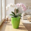 Orchideentopf Kunststoff glänzend Limette Ø12,5cm | Floristik24.at