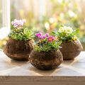 Paradiesnuss Pflanztopf Natur Sapucaia Ø14cm H10cm 3 St | Floristik24.at