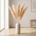 Asparagus Trockengras Zierspargel Apricot 90cm 5er-Bund | Floristik24.at