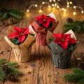 Mini-Übertöpfe aus Papier mit Sternmotiv Ø4,5cm H6cm Rot/Anthrazit/Natur, 9 Stück | Floristik24.at