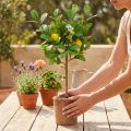 Künstlicher Zitronenbaum 58cm Kunststoff mit Topf für Innenbereiche | Floristik24.at