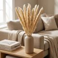 Pampasgras Creme 70 cm Trockenblumen für Wohn- und Tischdekoration | Floristik24.at