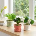 Künstliche Grünpflanzen im Topf, 15 cm, 3er-Set, verschiedene Farben | Floristik24.at