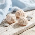 Muschelgehäuse Tonna Tessalata Natur 10–14 cm 7 Stück | Floristik24.at
