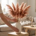 Schilfrohr Trockendeko Apricot 75cm 10 St Boho Pampasgras | Floristik24.at