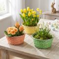 Pflanzkorb rund Ø25cm aus Weide mit Plastikfolie, Orange, Gelb, Grün, 6 Stück | Floristik24.at