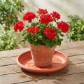 Untersetzer „Linda" Ø33cm Terrakotta | Floristik24.at