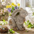 Beton Hase als Blumentopf Antikgrau H27cm | Floristik24.at