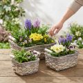 Pflanzkorb 3er-Set Holz und Schilf rechteckig mit Griffen natur-weiß 30x25,5x21cm | Floristik24.at