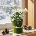 Christrose künstlich beschneit mit Moosballen und Tanne, Weiß, 33 cm | Floristik24.at