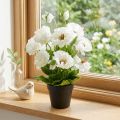 Künstlicher Mohn im Topf, Weiß, ca. 48 cm, mit Seidenblüten | Floristik24.at