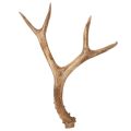 Floristik24 Künstliches Geweih Polyresin naturgetreu 32 cm Innenräume