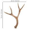 Künstliches Geweih Polyresin naturgetreu 32 cm Innenräume | Floristik24.at
