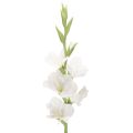 Floristik24 Künstliche Gladiole aus Textil und Kunststoff Weiß 88cm für Innenbereich