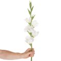 Künstliche Gladiole aus Textil und Kunststoff Weiß 88cm für Innenbereich | Floristik24.at