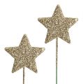 Floristik24 Glittersterne am Draht 5cm Gold L23cm 48St