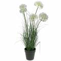 Floristik24 Gras mit Blüten im Topf künstlich Lila 70cm