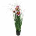 Floristik24 Gras mit Echinacea künstlich im Topf Pink 63cm