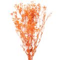 Floristik24 Schleierkraut Trockenblumenstrauß Gypsophila Orange 75 cm 100 g