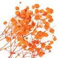 Schleierkraut Trockenblumenstrauß Gypsophila Orange 75 cm 100 g | Floristik24.at