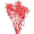 Floristik24 Trockenblumen Schleierkraut Rot 75cm 100g für Wohnraumdekoration