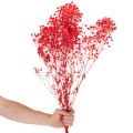 Trockenblumen Schleierkraut Rot 75cm 100g für Wohnraumdekoration | Floristik24.at