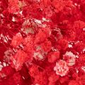 Trockenblumen Schleierkraut Rot 75cm 100g für Wohnraumdekoration | Floristik24.at