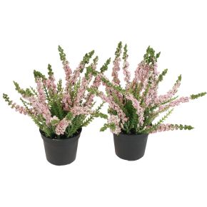 Floristik24 Erika Heidekraut Besenheide Heide im Topf Rosa H17cm 2er-Set