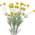 Floristik24 Trommelstöckchen Gelb Künstliche Craspedia Seidenblumen
