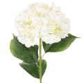 Floristik24 Hortensie künstlich langstielig 60cm cremefarbene Blüte
