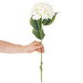 Hortensie künstlich langstielig 60cm cremefarbene Blüte | Floristik24.at