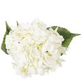 Hortensie künstlich langstielig 60cm cremefarbene Blüte | Floristik24.at