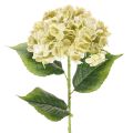 Floristik24 Künstliche Hortensie aus Seidenstoff mit langem Stiel in Creme-Grün, 60 cm