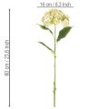 Künstliche Hortensie aus Seidenstoff mit langem Stiel in Creme-Grün, 60 cm | Floristik24.at