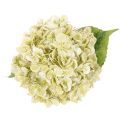 Künstliche Hortensie aus Seidenstoff mit langem Stiel in Creme-Grün, 60 cm | Floristik24.at