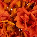 Konservierte Hortensie orange