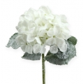 Floristik24 Hortensie Weiß mit Schnee-Effekt 25cm