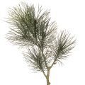 Floristik24 Künstlicher Kiefernzweig mit Zapfen 70cm grün für Tisch- und Vasendekoration