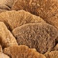 Baumschwamm-Kranz Natur 37 cm für Wand- oder Türdekoration | Floristik24.at