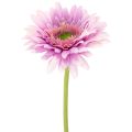 Floristik24 Künstliche Gerbera Blume 47cm Lila aus Kunststoff und Metall 6St