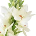 Floristik24 Künstliche Blume Milchstern Weiß 50cm