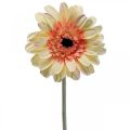 Floristik24 Künstliche Gerbera Blume Kunstblume Apricot Ø11cm L50cm