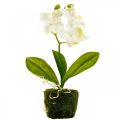 Floristik24 Künstliche Orchideen Kunstblume Orchidee Weiß 20cm
