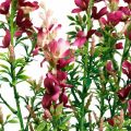 Floristik24 Künstliche Wiesenblumen-Staude Pink Seidenblumen Kunstblumen 4St