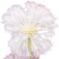 Floristik24 Kunstblumen Deko Kugelblume Allium Zierlauch künstlich 78cm