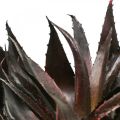 Floristik24 Kunstpflanze Aloe Vera im Topf Dekopflanze Grün H20cm
