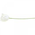 Kunstrosen Creme Wachsrosen Deko Rosen Wachs Ø6cm 18 St | Floristik24.at
