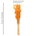 Lagurus Bund Samtgras getrocknet 70 cm orange 100 g für Dekorationen | Floristik24.at