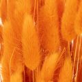 Lagurus Bund Samtgras getrocknet 70 cm orange 100 g für Dekorationen | Floristik24.at